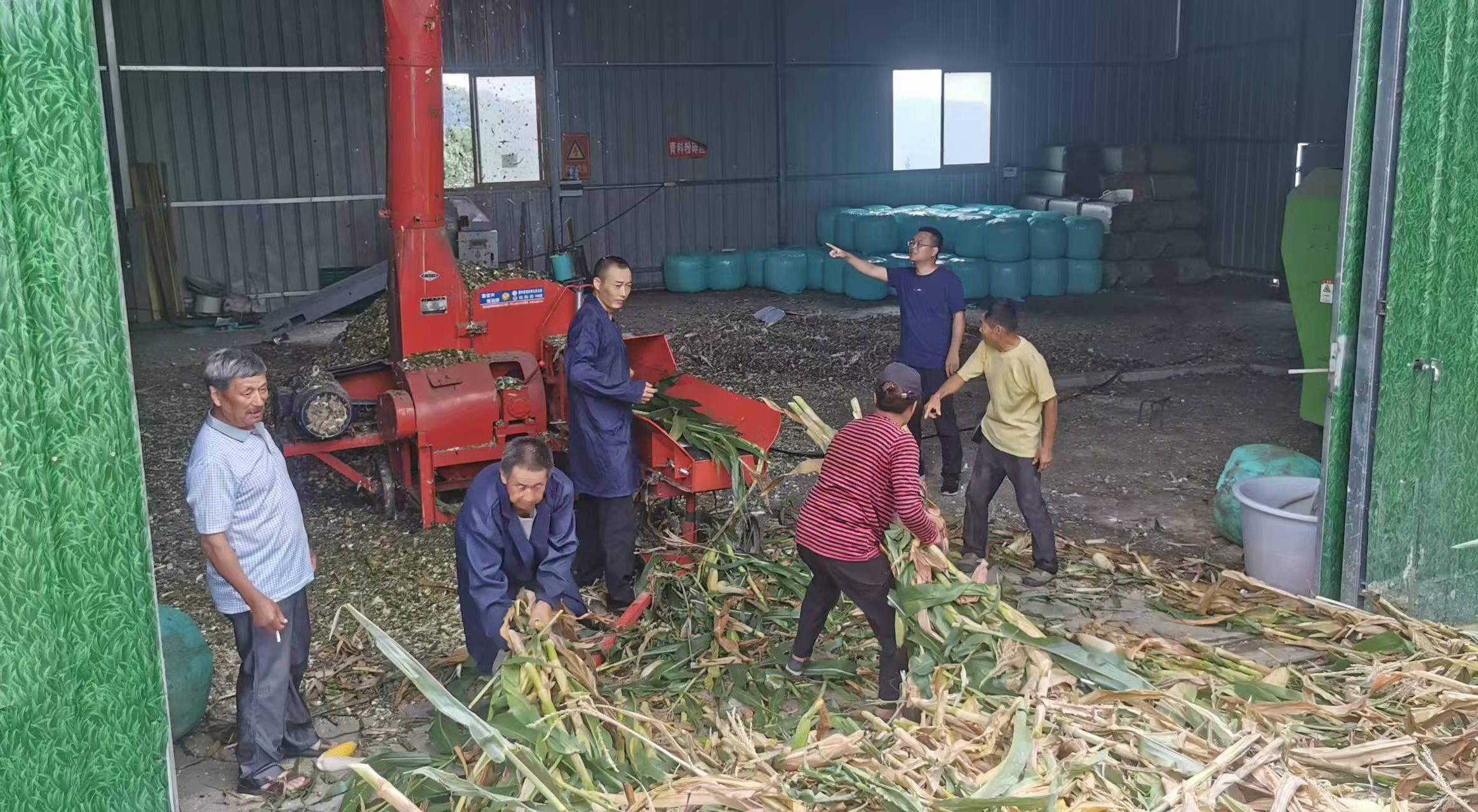 李杰超（右二）組織收購村民玉米、開展飼草加工